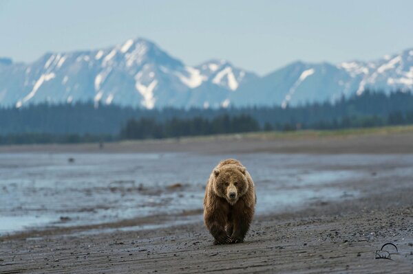 Ours polaire sur la plage de l Alaska