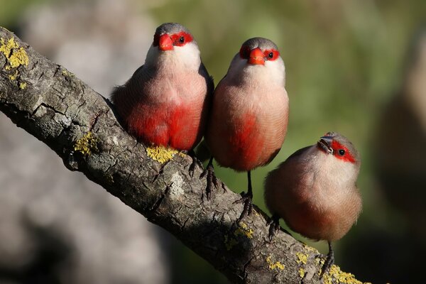 Три красных птицы на ветке
