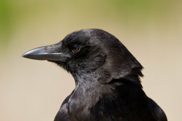 Ein Blick auf eine schwarze Krähe im Profil