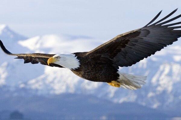 L aigle déchire dans le ciel. ailes grandes