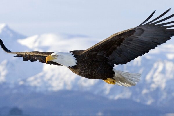 L Aquila porca nel cielo. le ali sono grandi