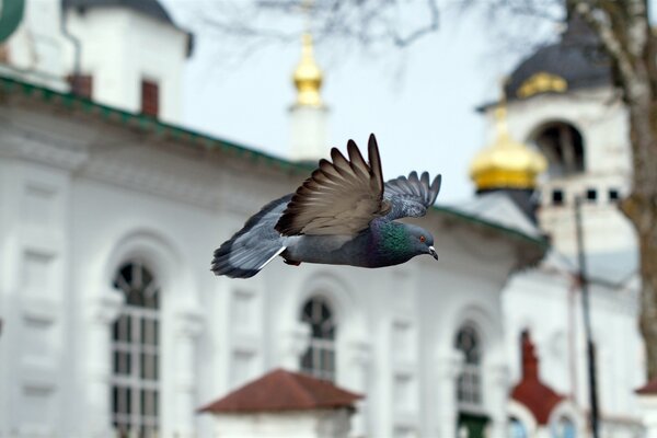 Pigeon. Bird on the background of the church