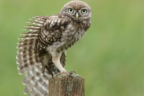 Hibou assis sur un poteau en bois