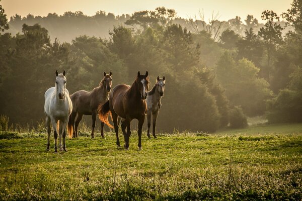 Arabische Pferderennen im Hintergrund der Natur