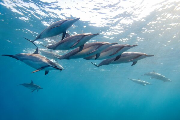 Eine Herde von Delfinen tummeln sich im Ozean