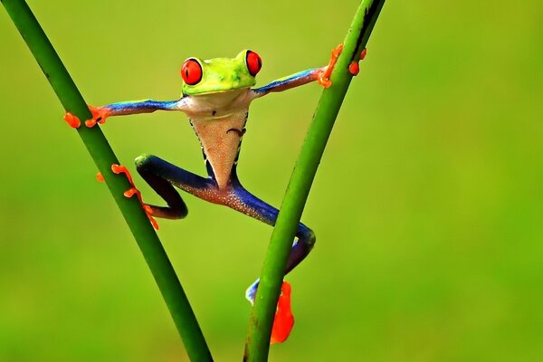 Funny frog frog on a blade of grass