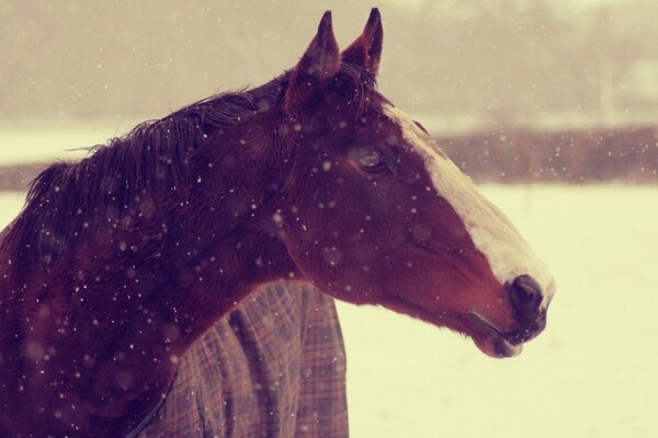 Hocico de caballo bajo la nieve