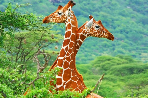 Ringed giraffes in the African savanna