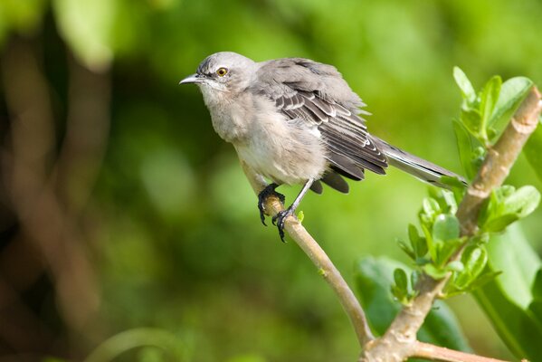 Portrait de Mockingbird closeup