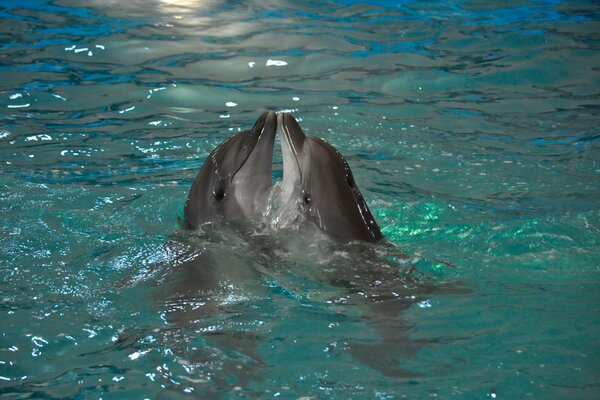 A couple of dolphins in the water