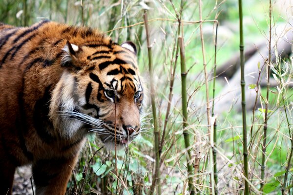 Tiger auf dem Hintergrund der Waldruhe