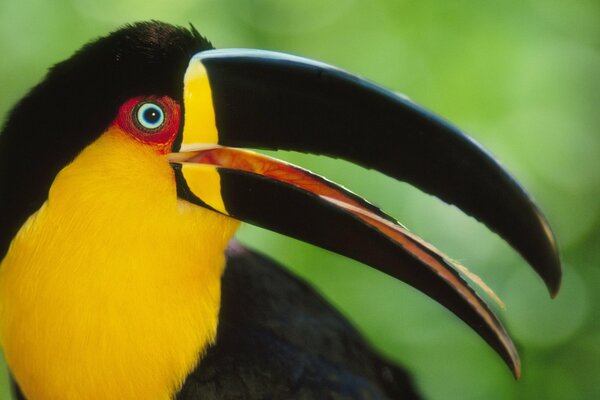 Toucan ouvert bec vue de côté