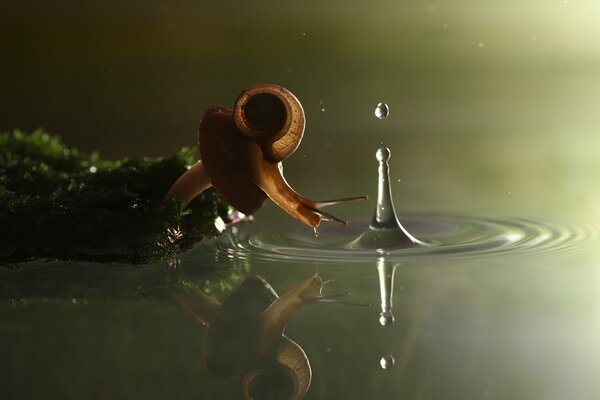 Snail on moss, near water and splash drops