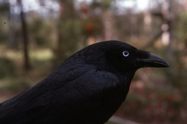 Corbeau noir gros plan