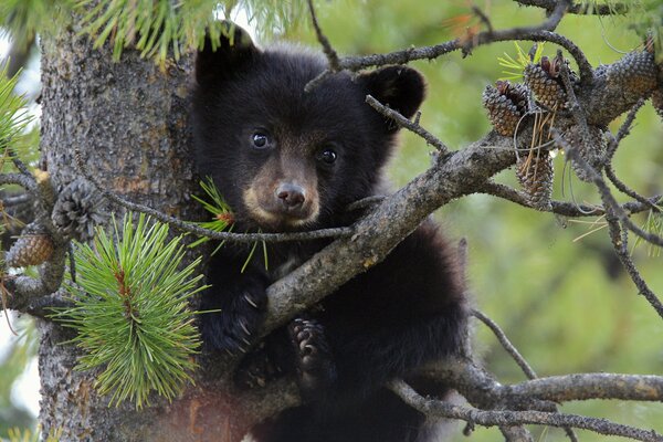 Un oso en un pino espera a su madre