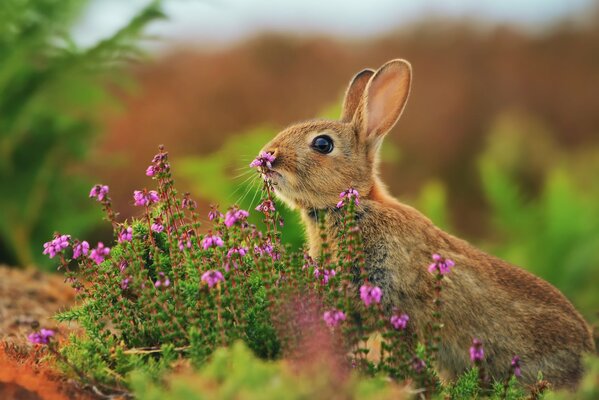 Der Hase beobachtet seine Mitmenschen aus der Ferne