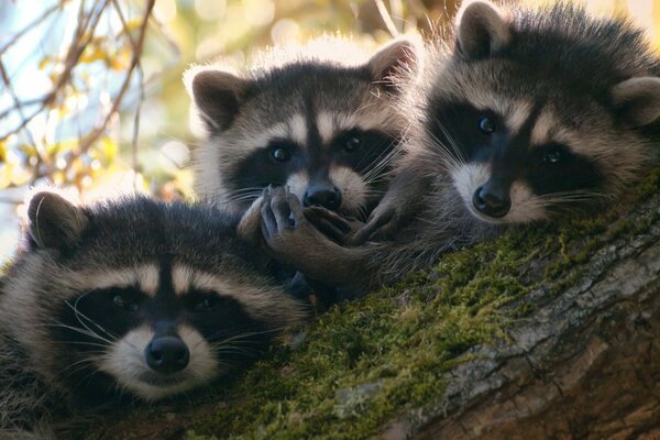 A family of raccoons resting on a tree