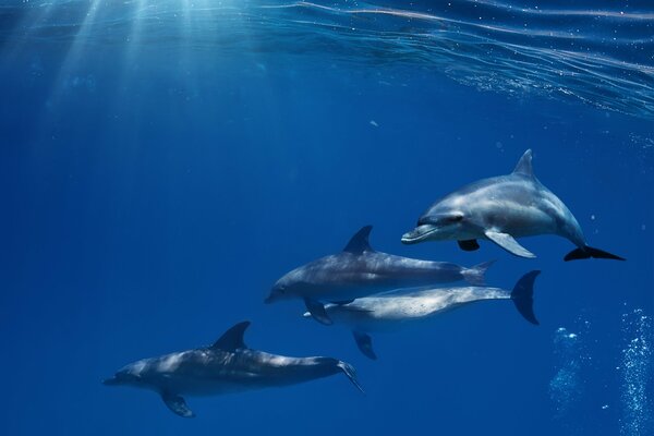 Una bandada de delfines bajo el agua