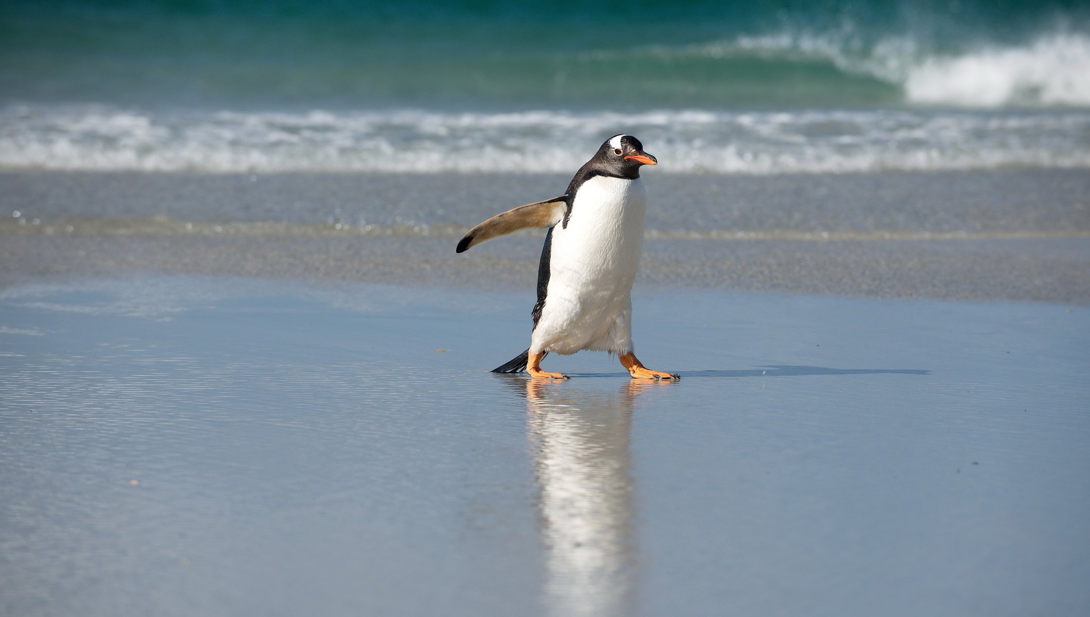 penguin sea north nature