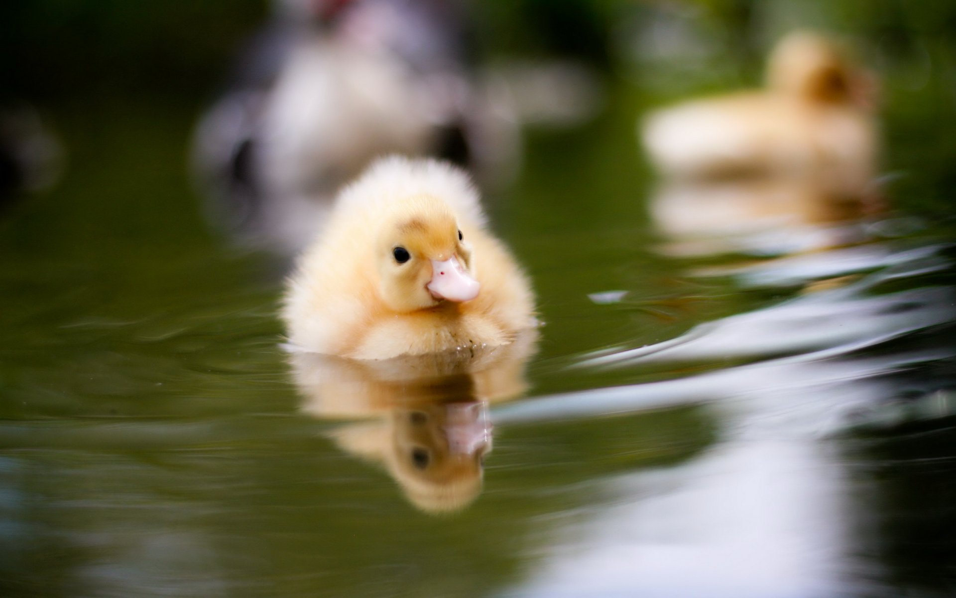 canard eau nature