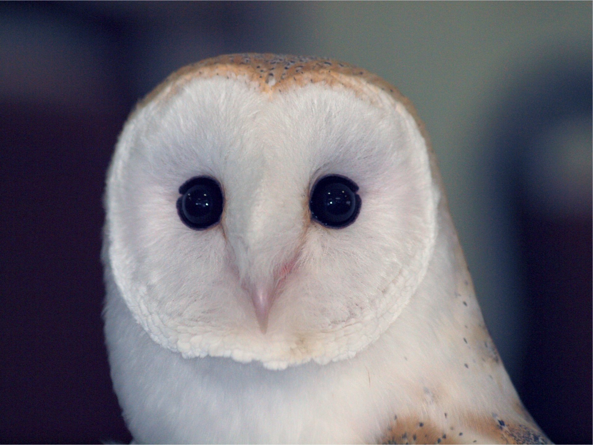 owl sovushka barn owl poultry bird