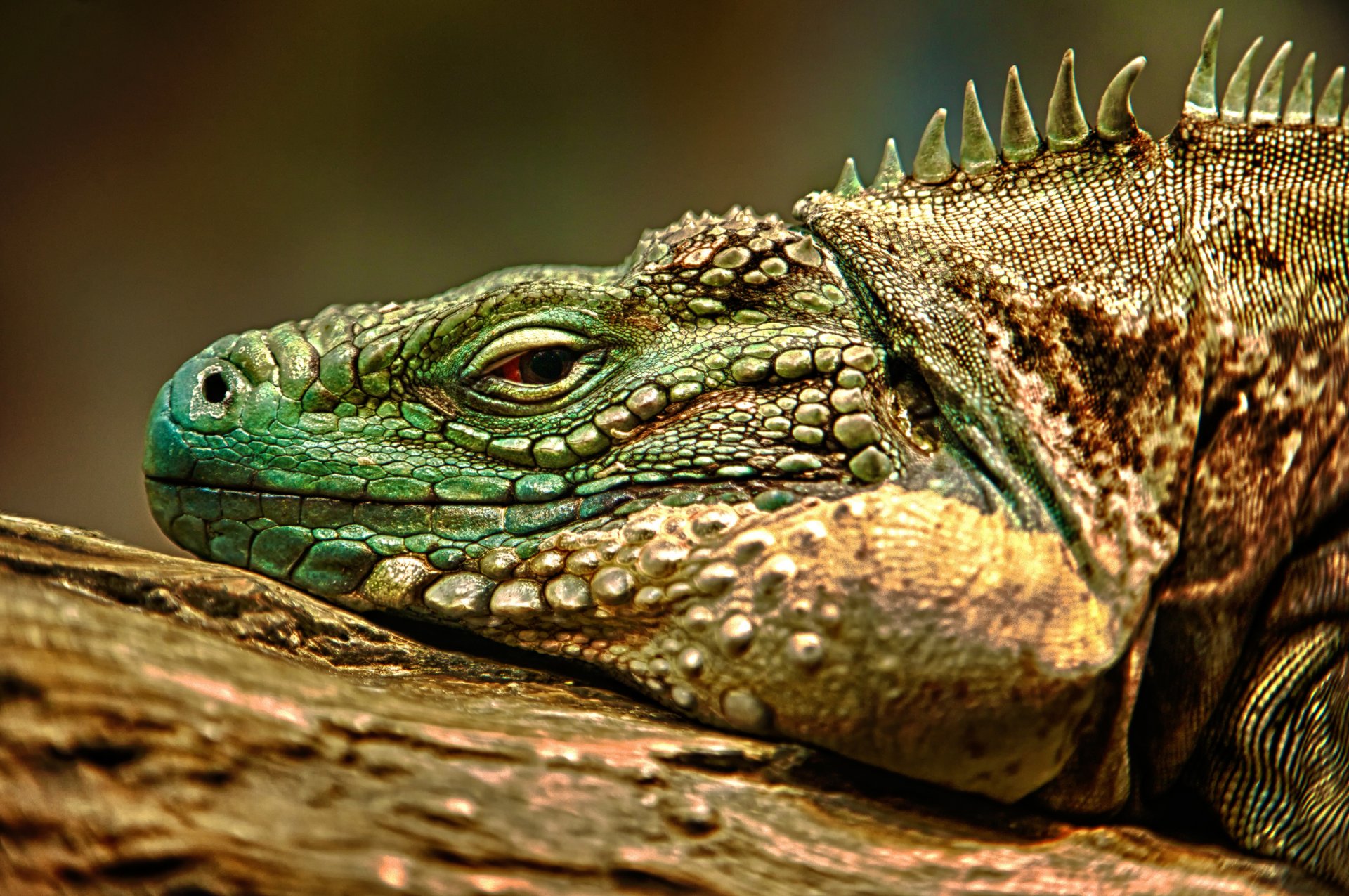 lizard iguana hdr