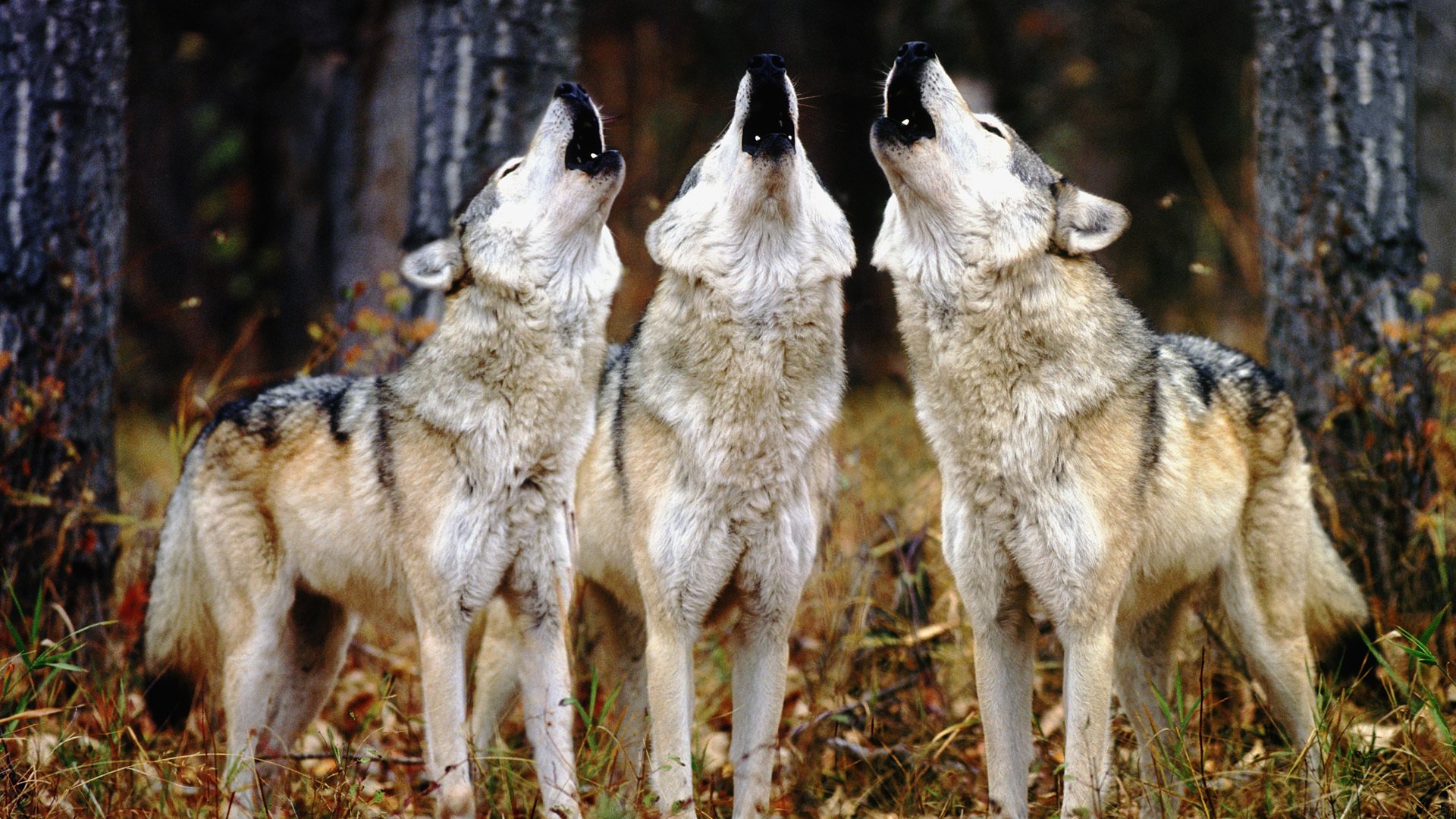 lobos tres aullando