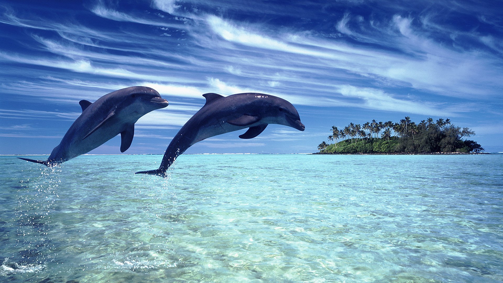 море пляж дельфины