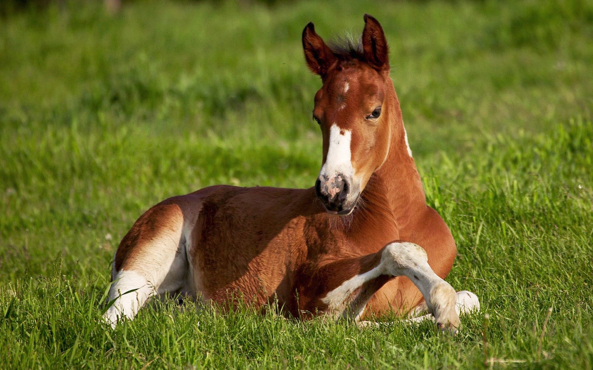 hintergrund feld gras pferd fett