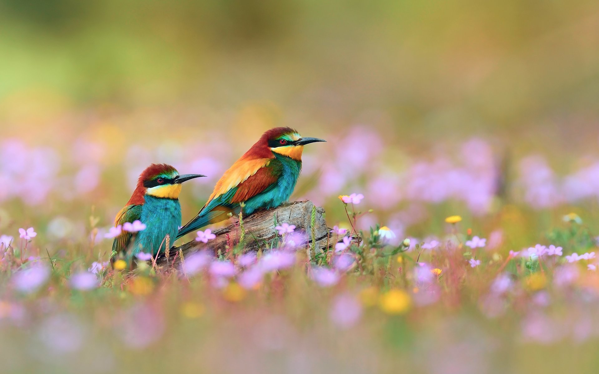 vögel bienenfresser goldene klumpen blumen zweig