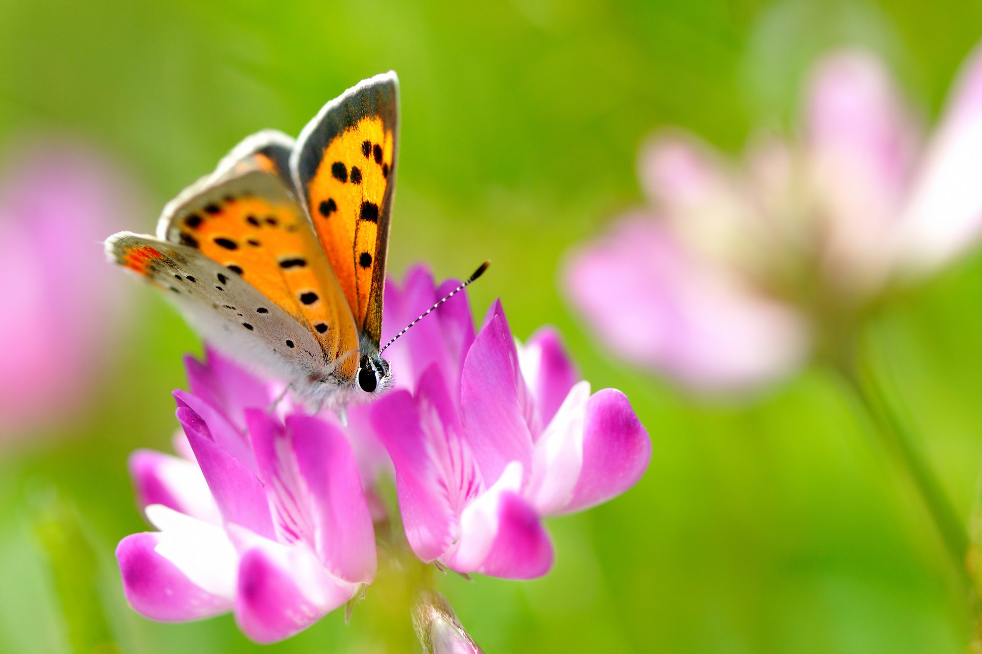 papillon insecte trèfle rose fleur été nature lumineux gros plan