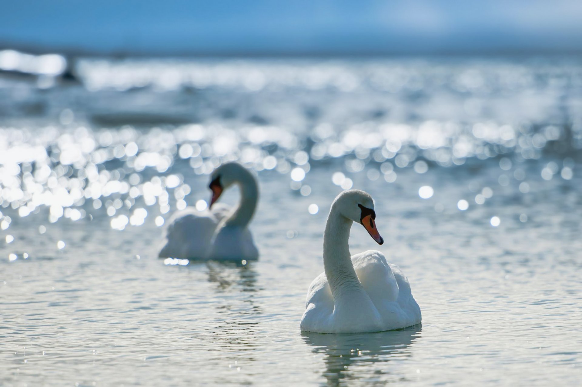 schwäne wasser blendung