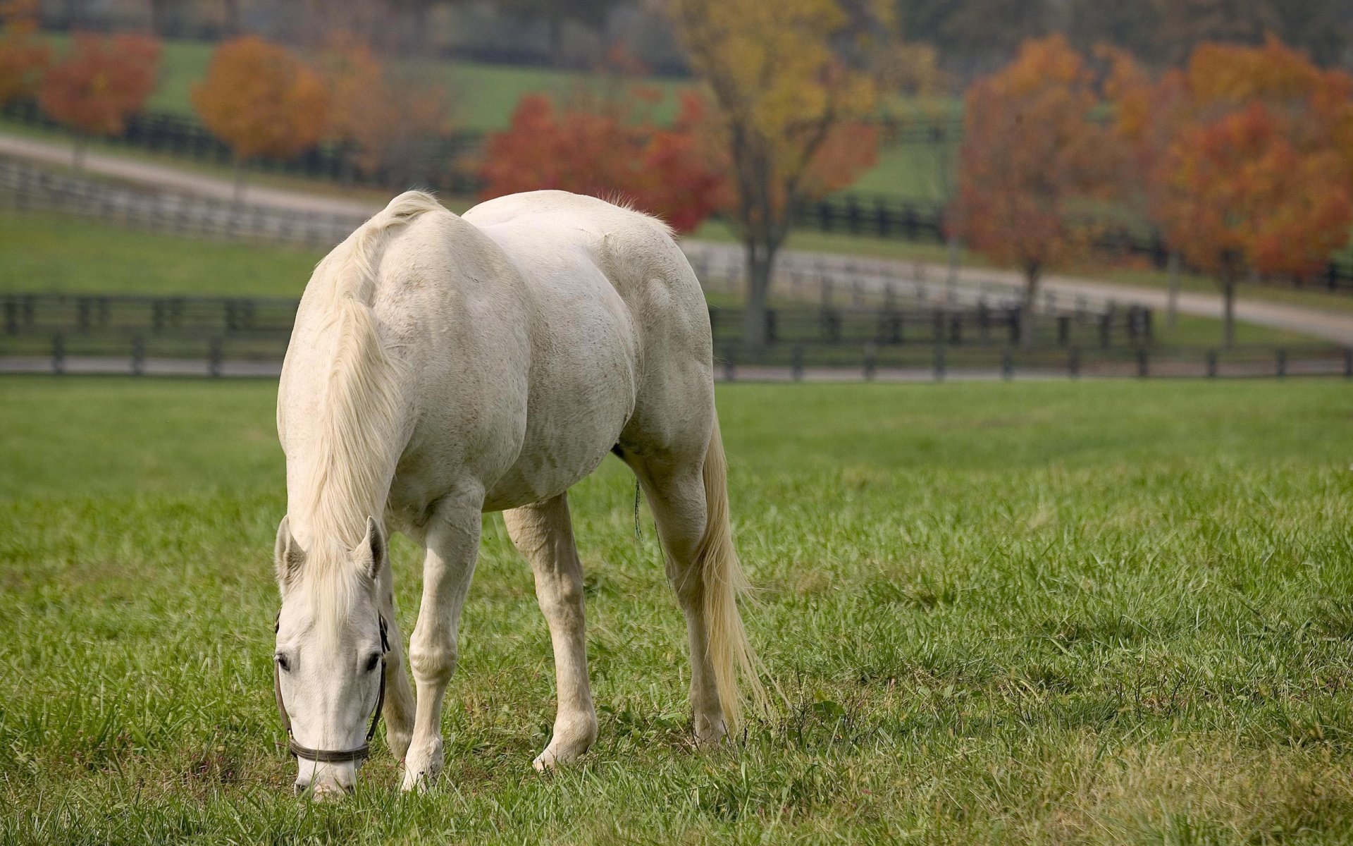 animali cavallo cavalli cavallo cavalli pony destrieri stallone stalloni erba prato pascolo strada villa campo campi recinzioni messa a fuoco