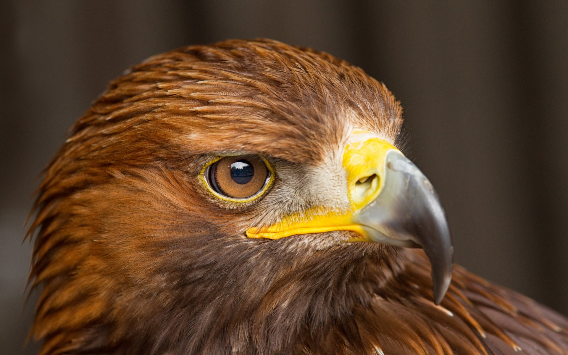 uccello falco macro