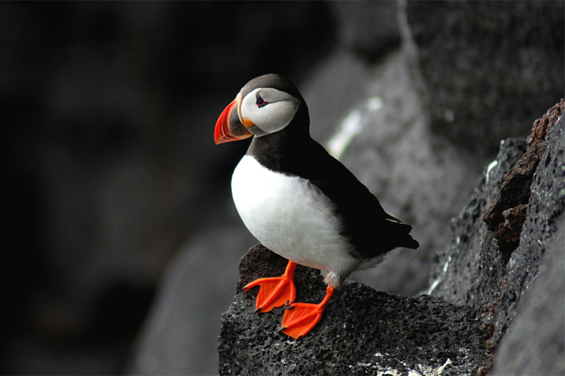 uccello puffino atlantico fratercula arctica puffino roccia