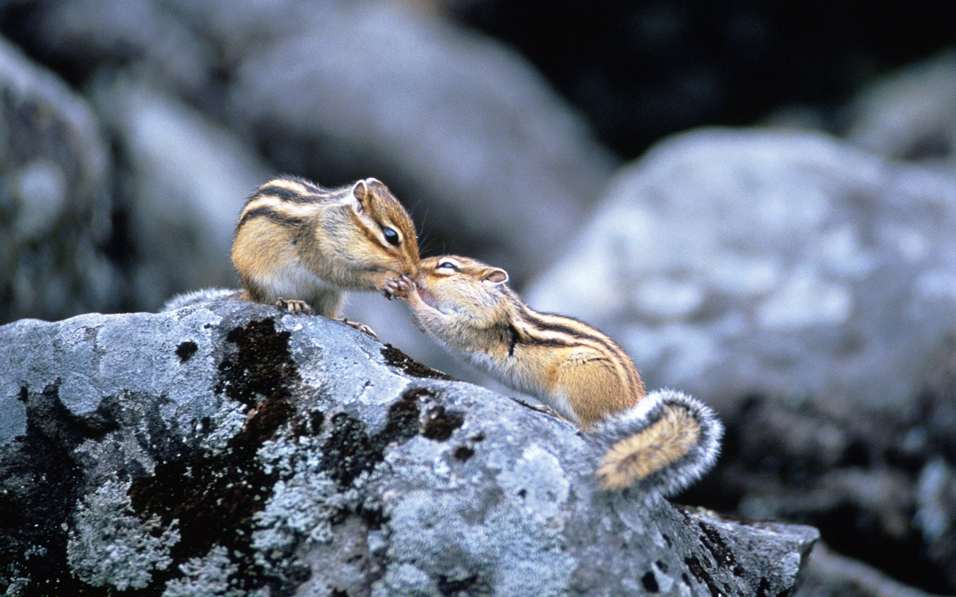 chipmunks rodents the pair stone