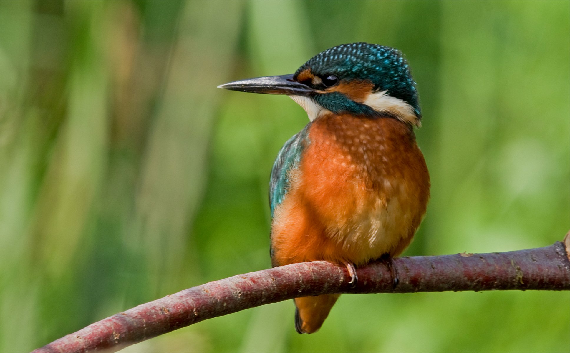 oiseau branche martin-pêcheur commun pêche martin-pêcheur alcedo atthi