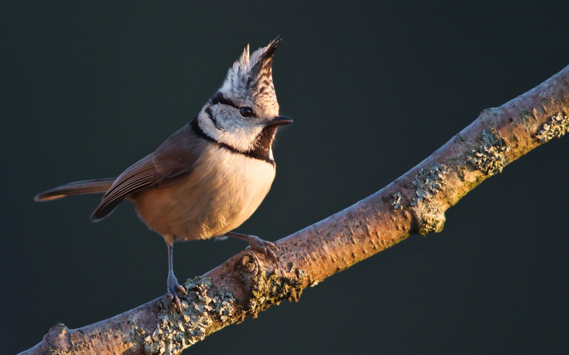 bird crested tit grenaderka on a branch