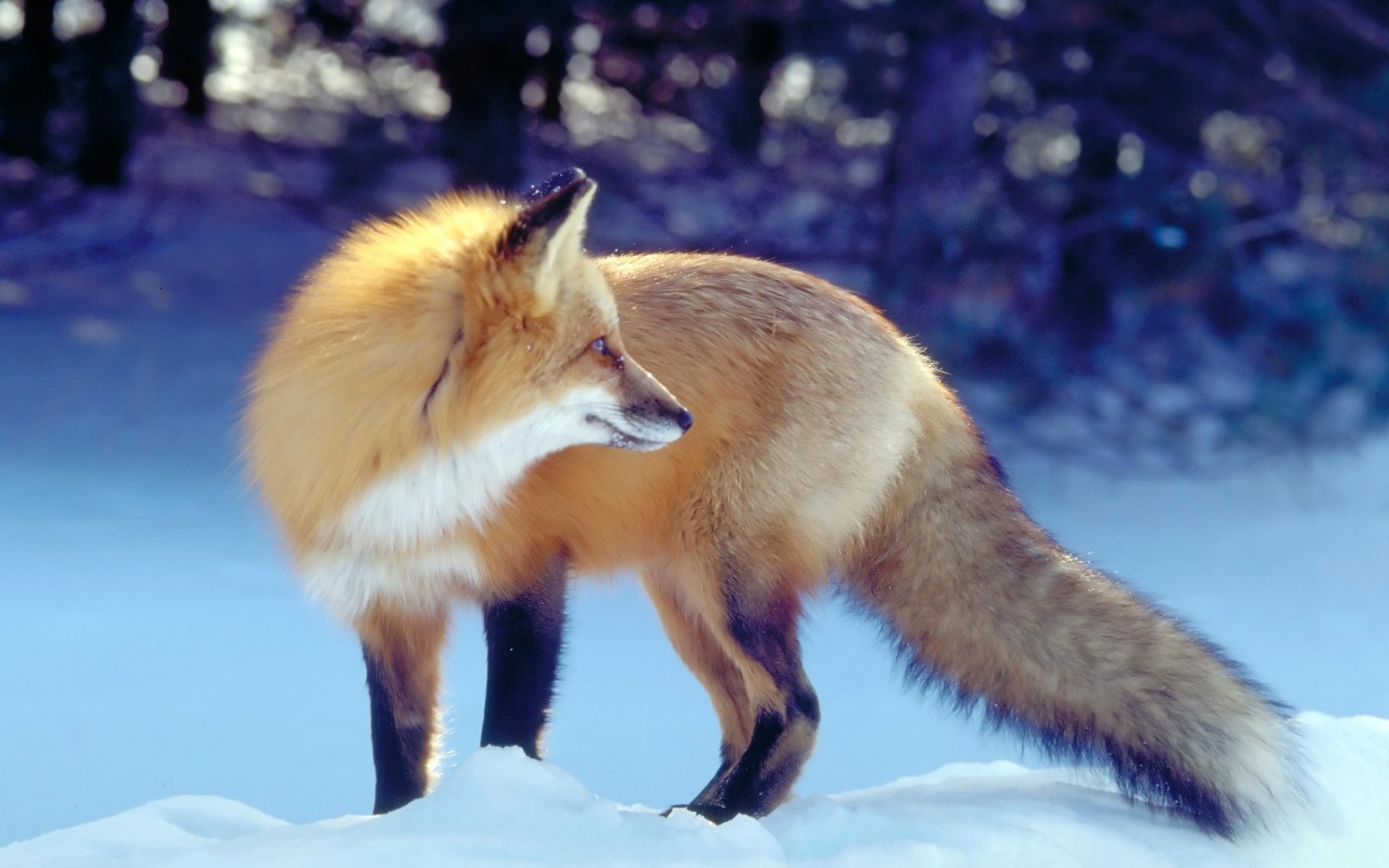 renard renard hiver