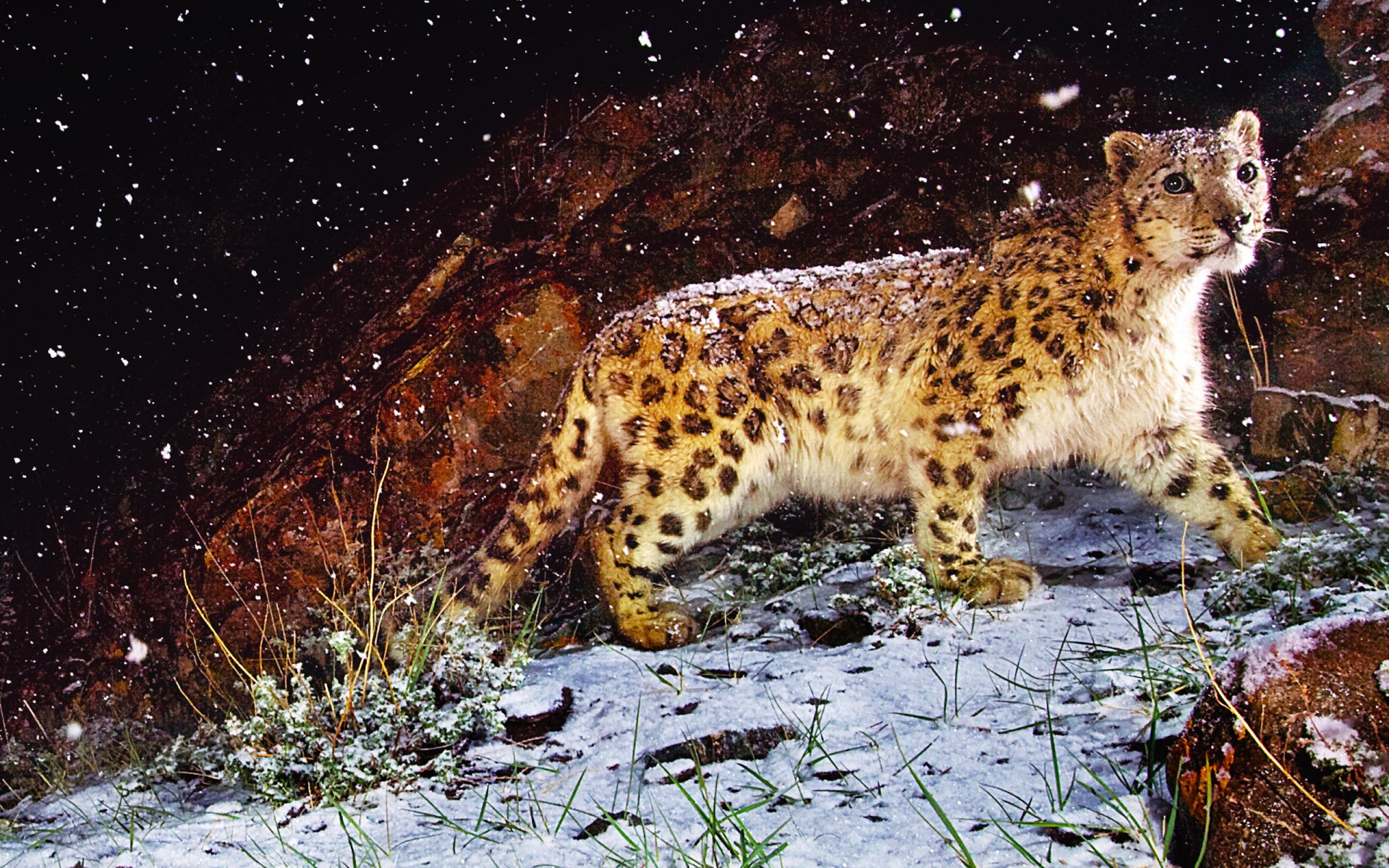 pattern leopard the beast snow view grass stone night