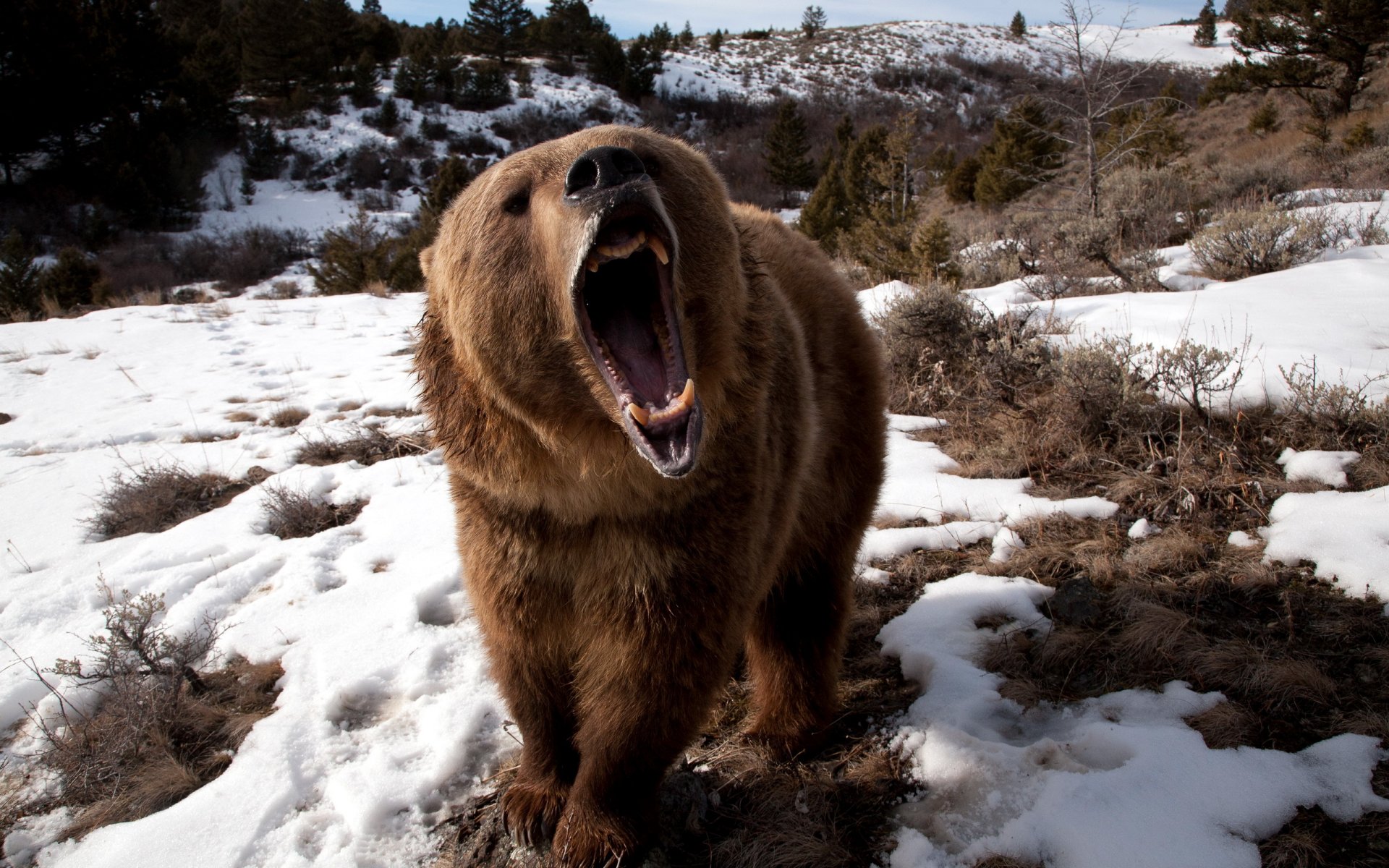 bear fall nature