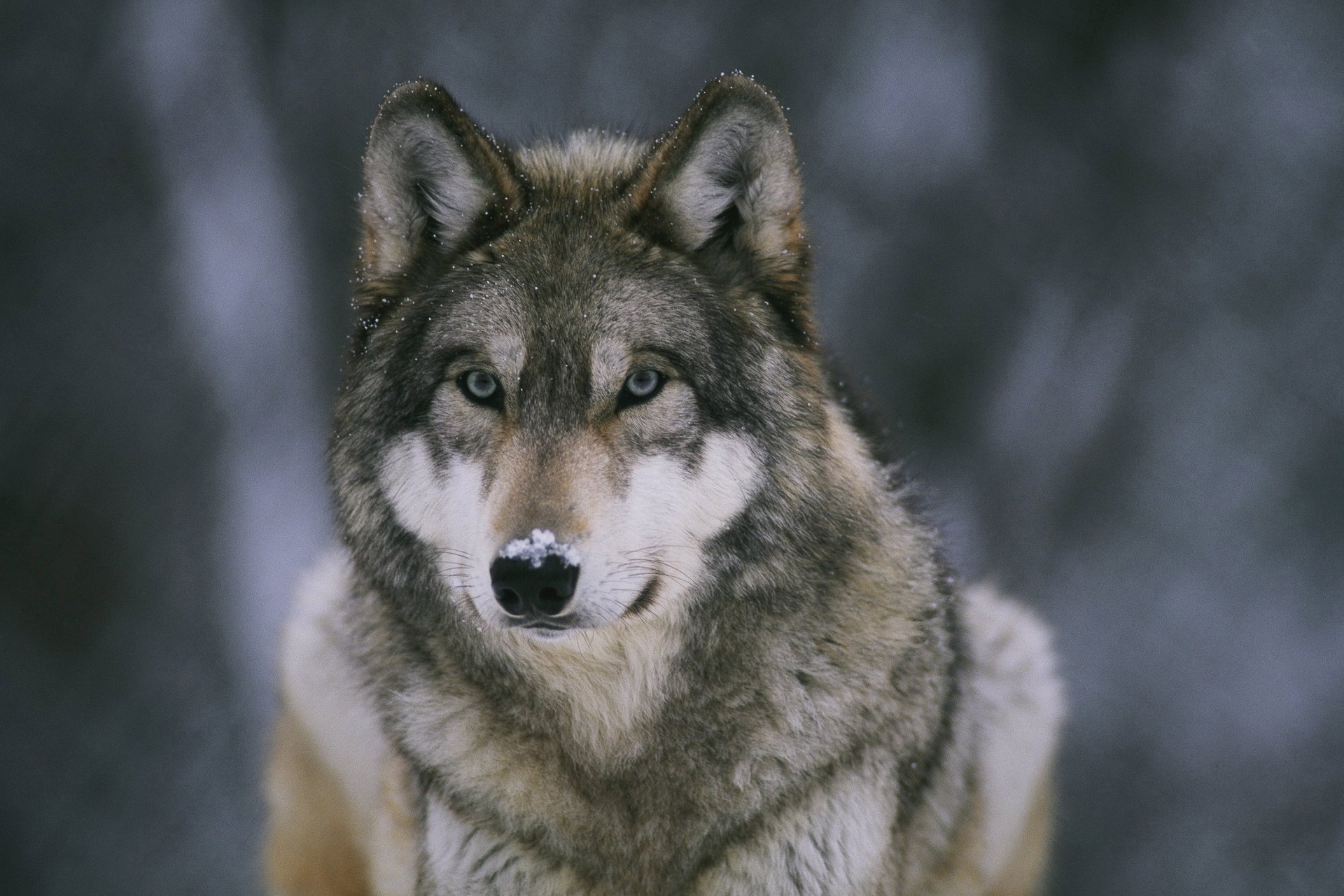 lupo bestia predatore inserviente foresta neve sul naso carta da parati