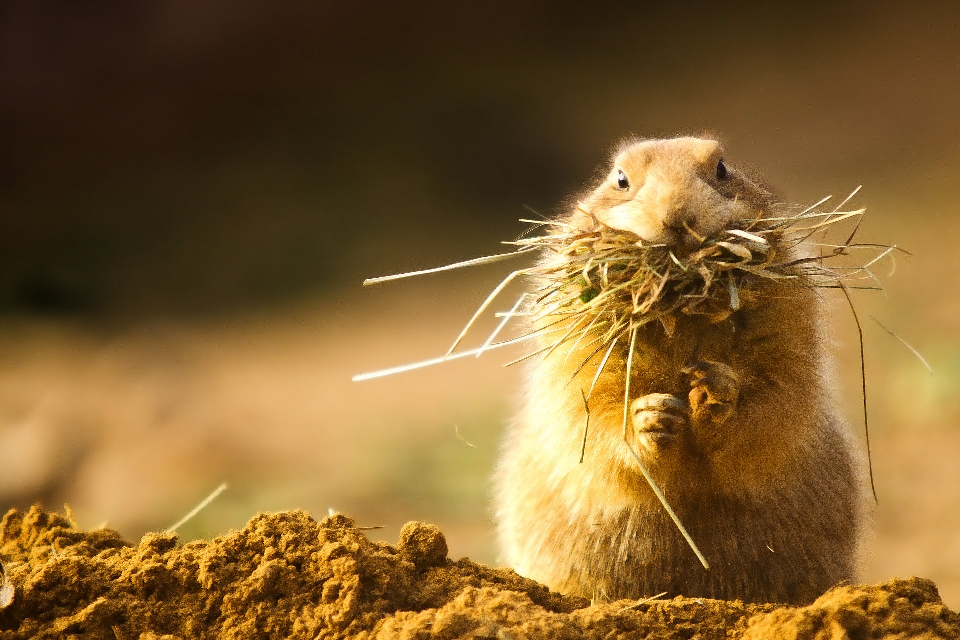 prairie dog rodent furry cheek hay gra