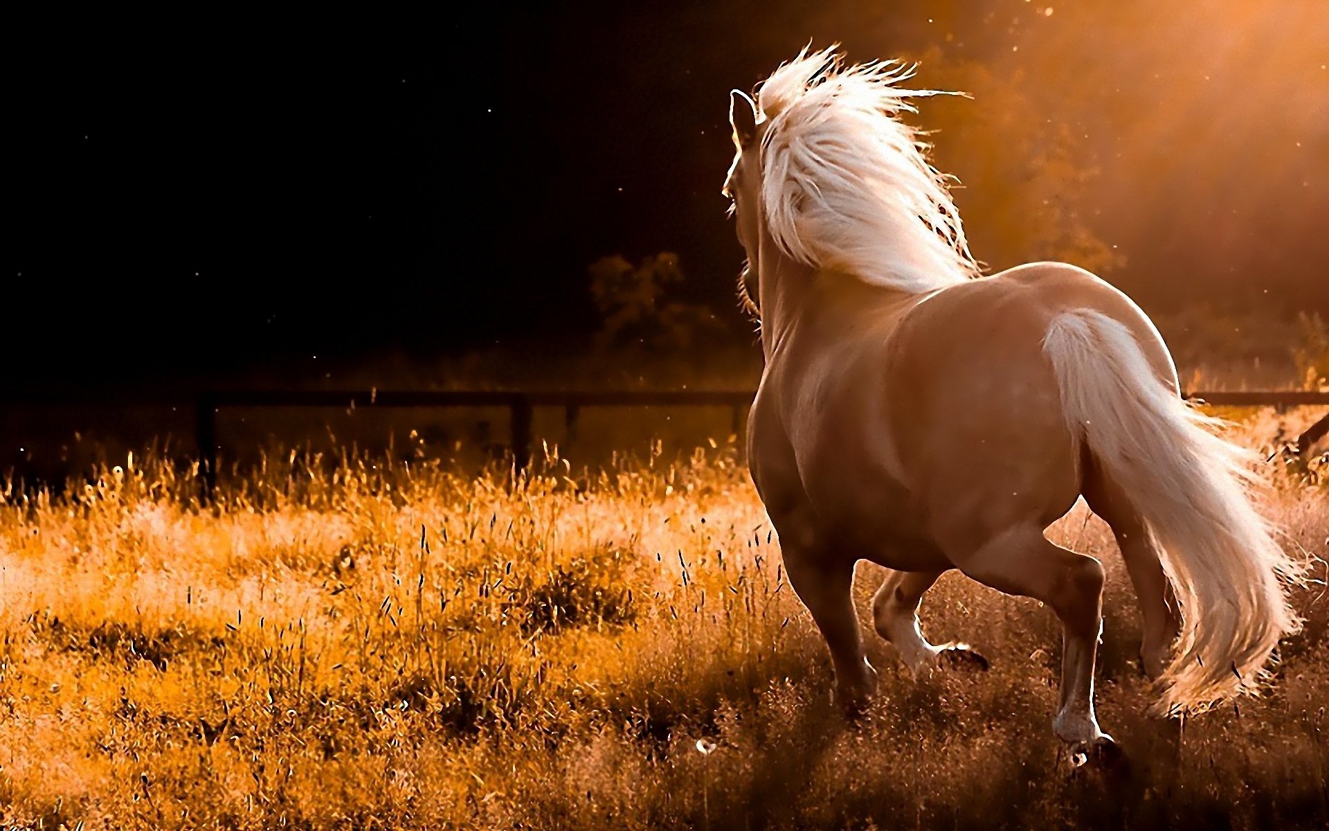 caballo jugando en la naturaleza