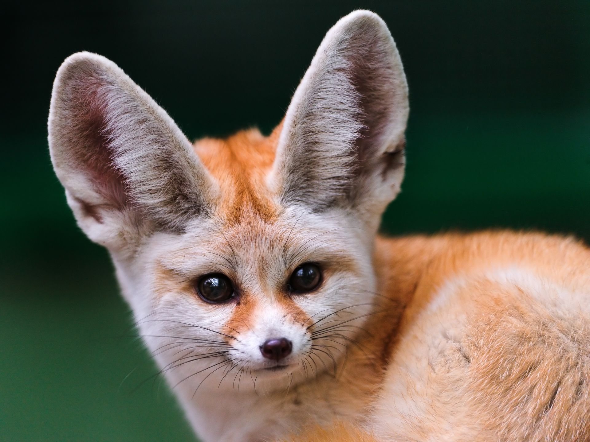 fuchs föhn schnauze große ohren blick