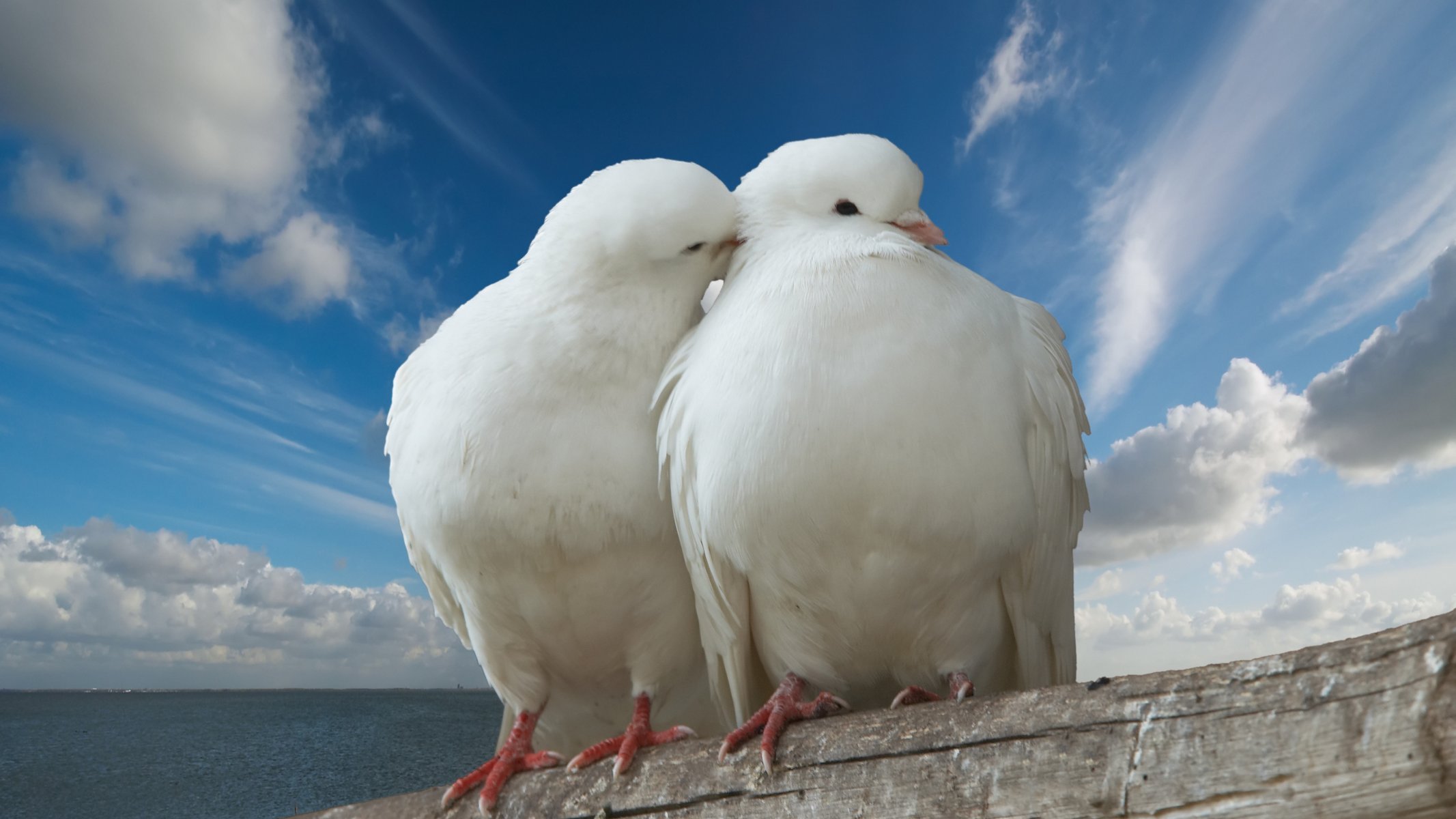 taube wolken himmel meer fass liebe liebesromane kuss frieden romantisch taube torso valentinstag leidenschaft