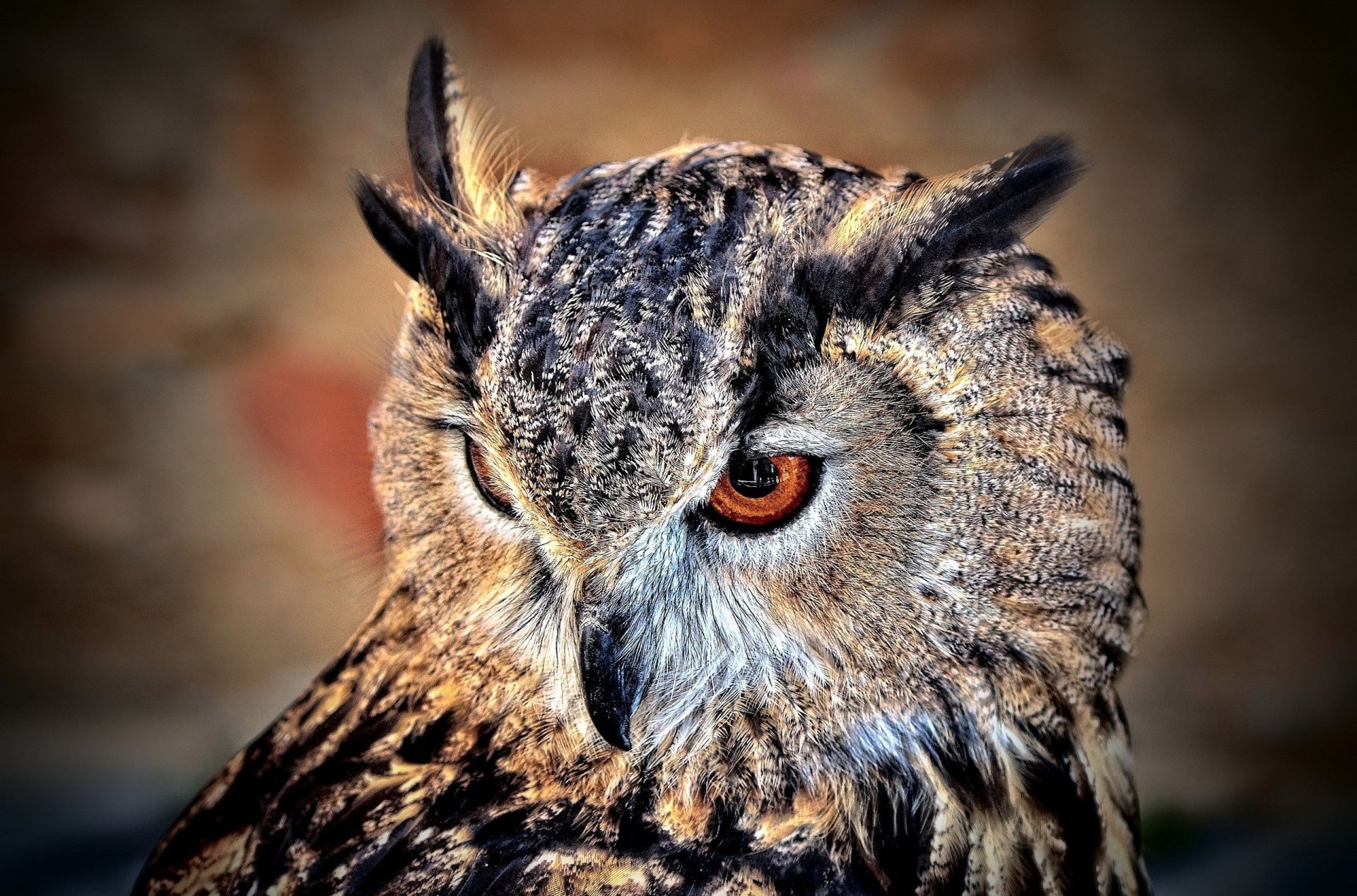 oiseau hibou plumes