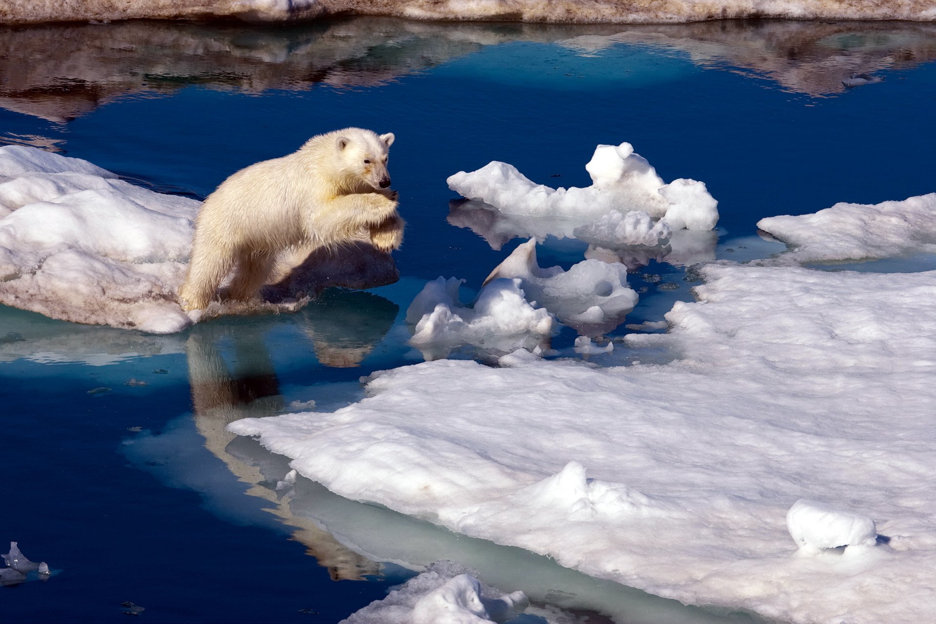 orso nord natura