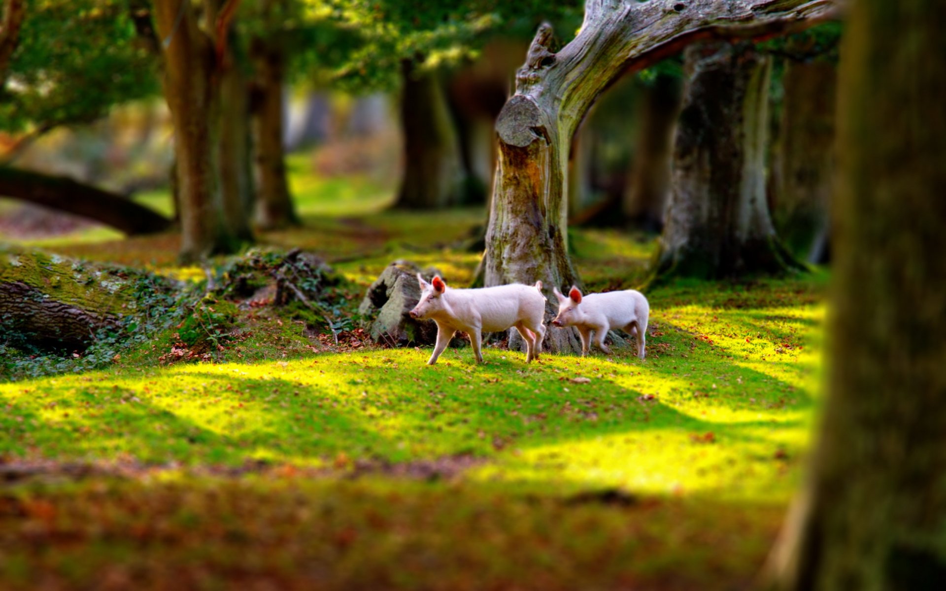 maialini parco natura