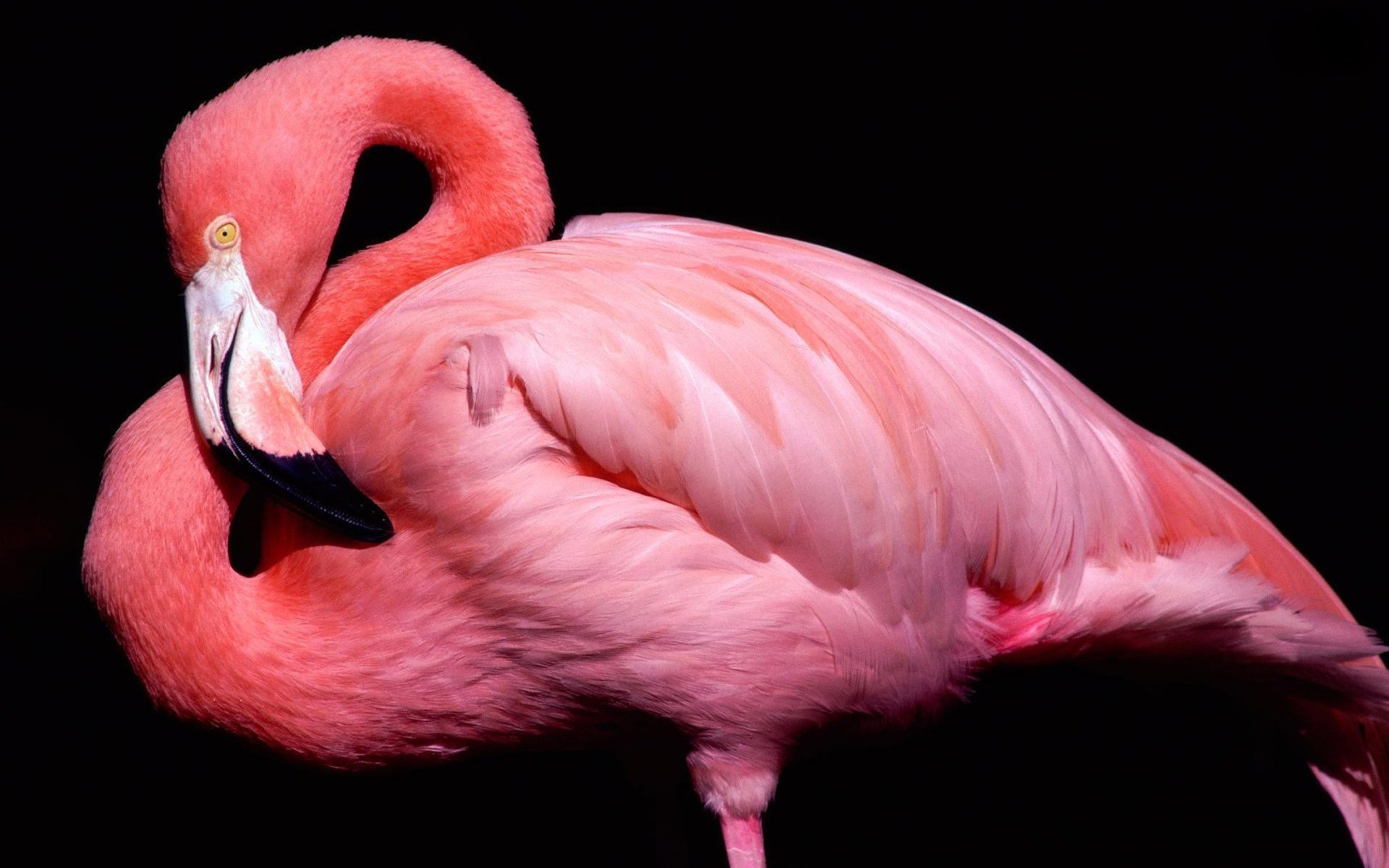 oiseau flamant rose bec fond noir